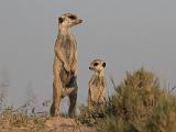 Africa 088 : Africa, Animal, Botswana, Makgadikgadi, Mammal, Meerkat